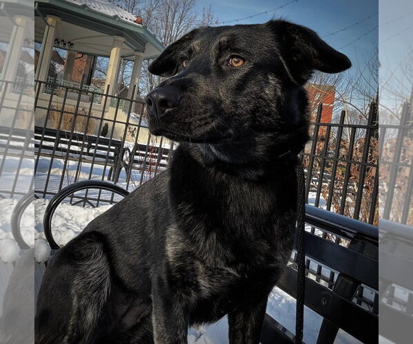 Medium Photo #6 German Shepherd Dog-Unknown Mix Puppy For Sale in Germantown, OH, USA
