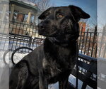 Small #5 German Shepherd Dog Mix