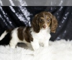Small #3 Dachshund