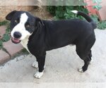 Small American Pit Bull Terrier-Border Collie Mix