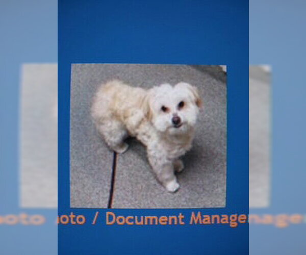 Medium Photo #5 Maltipoo (Miniature) Puppy For Sale in San Diego, CA, USA