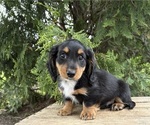 Small #3 Dachshund