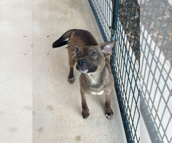 Medium Photo #1 Mutt Puppy For Sale in Oak Bluffs, MA, USA