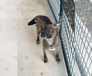 Mutt Dogs for adoption in Oak Bluffs, MA, USA