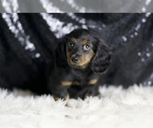 Medium Photo #5 Dachshund Puppy For Sale in WARSAW, IN, USA
