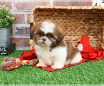 Small #3 Shih Tzu