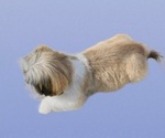 Small Photo #12 Shih Tzu Puppy For Sale in SAN DIEGO, CA, USA