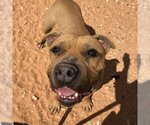 Small Photo #24 American Pit Bull Terrier-Bulldog Mix Puppy For Sale in Kanab, UT, USA