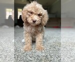 Small Photo #10 Goldendoodle Puppy For Sale in BARNESVILLE, GA, USA