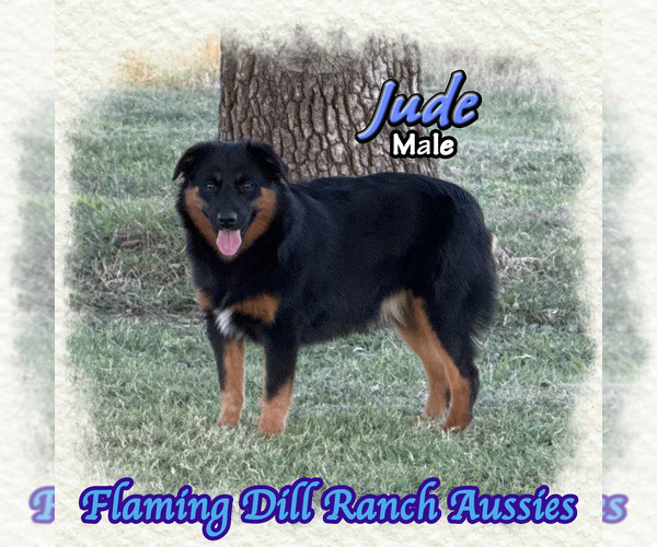 Medium Photo #1 Miniature Australian Shepherd Puppy For Sale in FORESTBURG, TX, USA