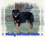 Jude - Male Miniature Australian Shepherd Puppy for Sale - Small photo
