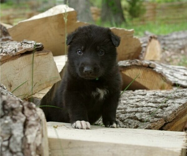 Medium Photo #5 German Shepherd Dog Puppy For Sale in SALEM, MO, USA