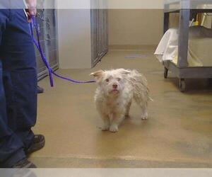 Cairn Terrier-Unknown Mix Dogs for adoption in Sacramento, CA, USA