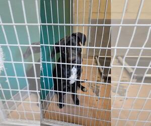 Labrador Retriever-Unknown Mix Dogs for adoption in Texas City, TX, USA