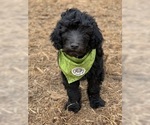 Small Photo #5 Labradoodle Puppy For Sale in SIOUX CENTER, IA, USA