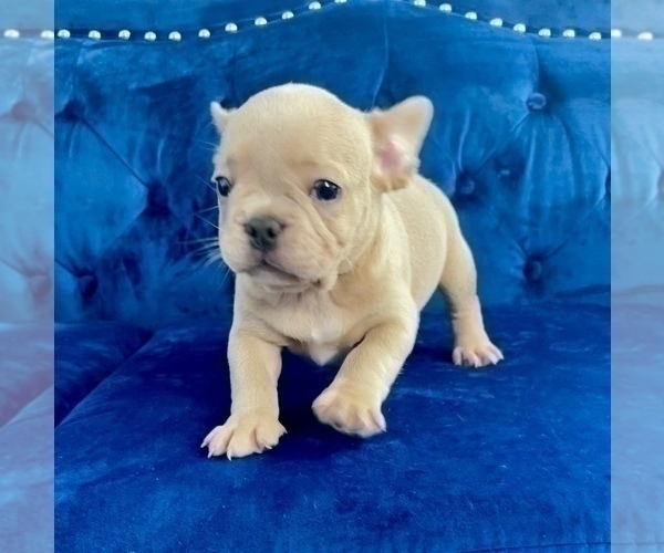 Medium Photo #21 French Bulldog Puppy For Sale in TALLAHASSEE, FL, USA