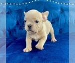 Small Photo #21 French Bulldog Puppy For Sale in TALLAHASSEE, FL, USA