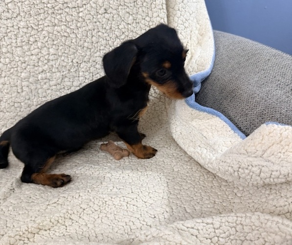 Medium Photo #2 Dorkie Puppy For Sale in NEGLEY, OH, USA