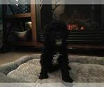 Small Photo #2 Goldendoodle (Miniature) Puppy For Sale in KEWASKUM, WI, USA