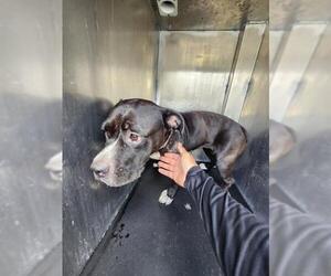 American Staffordshire Terrier-Unknown Mix Dogs for adoption in San Antonio, TX, USA