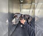 Small American Staffordshire Terrier Mix