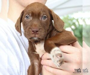 Labrador Retriever-Unknown Mix Dogs for adoption in Washington, DC, USA
