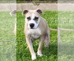 Small #1 American Pit Bull Terrier