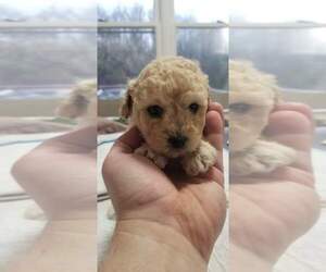 Medium Poodle (Miniature)