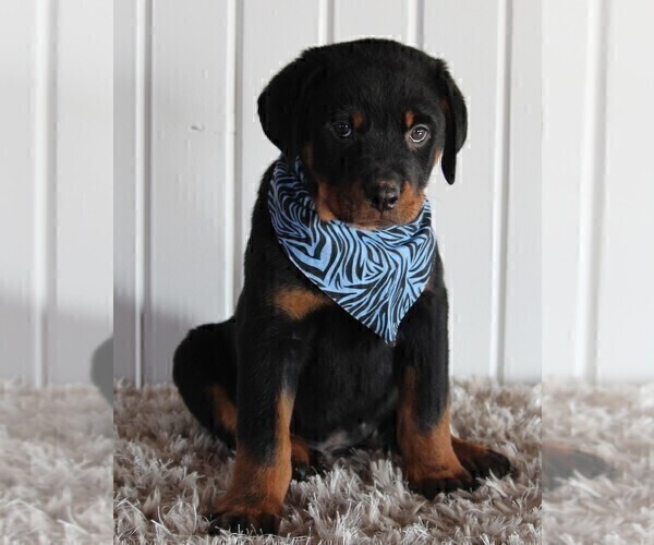 Medium Photo #5 Rottweiler Puppy For Sale in FREDERICKSBURG, OH, USA