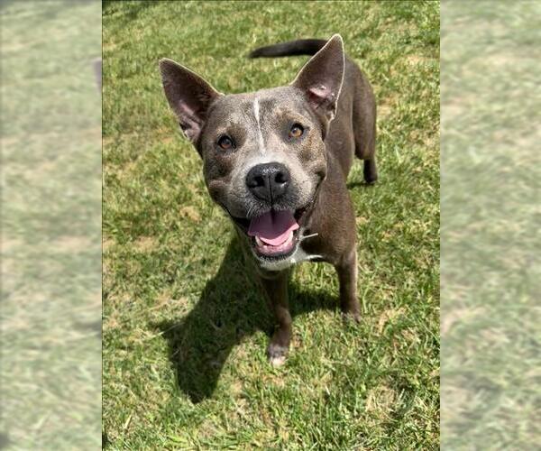 Medium Photo #1 American Pit Bull Terrier-Unknown Mix Puppy For Sale in Conroe, TX, USA