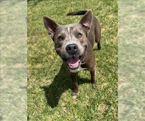 American Pit Bull Terrier-Unknown Mix Dogs for adoption in Conroe, TX, USA