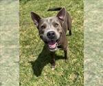 Small American Pit Bull Terrier Mix