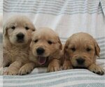 Small English Cream Golden Retriever