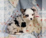 Small Photo #16 Miniature Australian Shepherd Puppy For Sale in HARRISON, OH, USA