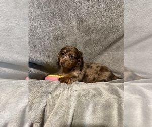 Dachshund Puppy for Sale in CONVOY, Ohio USA