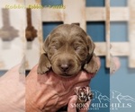Small Photo #82 Labrador Retriever Puppy For Sale in POCAHONTAS, IL, USA