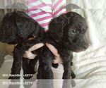 Small Photo #6 Poodle (Standard) Puppy For Sale in BROOKSVILLE, FL, USA