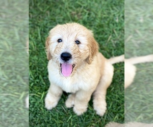 Goldendoodle Puppy for sale in ROME, GA, USA