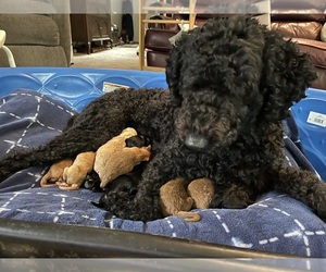 Mother of the Golden Mountain Doodle  puppies born on 06/07/2025