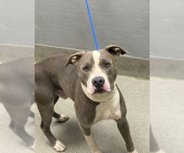Medium Photo #1 American Pit Bull Terrier-Unknown Mix Puppy For Sale in Las Vegas, NV, USA