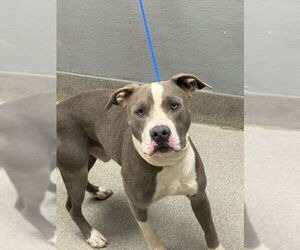 American Pit Bull Terrier-Unknown Mix Dogs for adoption in Las Vegas, NV, USA