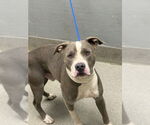 Small American Pit Bull Terrier Mix