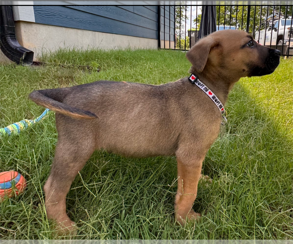 Medium Photo #16 Labrador Retriever-Unknown Mix Puppy For Sale in Holly Springs, NC, USA