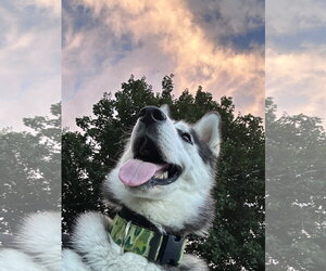 Radar - Male Siberian Husky Dog for Adoption - Photo #3