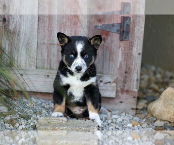 Medium Photo #14 Pomsky Puppy For Sale in GOSHEN, IN, USA