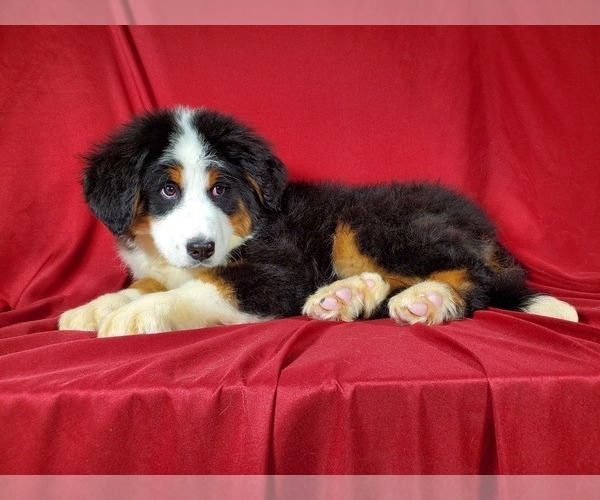 Medium Photo #3 Bernese Mountain Dog Puppy For Sale in BLACK FOREST, CO, USA