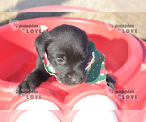 Labrador Retriever Puppy for sale in SANGER, TX, USA