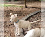 Small #1 Mutt