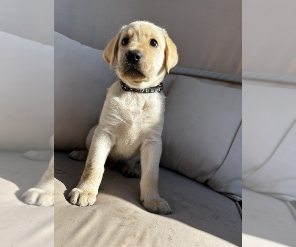 Medium Photo #1 Labrador Retriever Puppy For Sale in KENOSHA, WI, USA