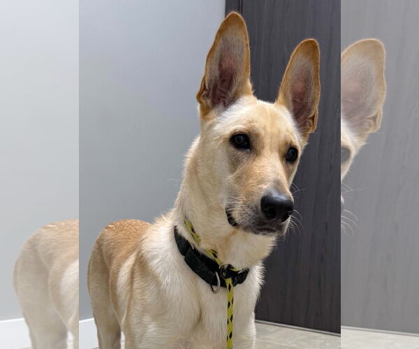 Medium Photo #3 German Shepherd Dog-Unknown Mix Puppy For Sale in Plantation, FL, USA